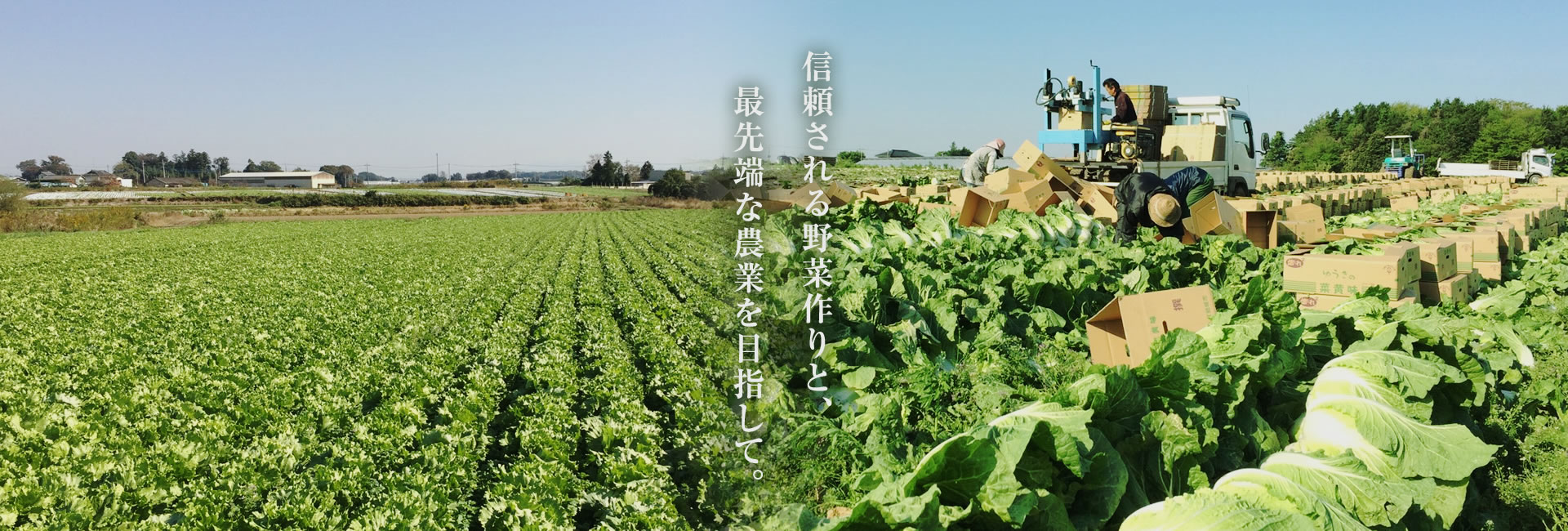 信頼される野菜作りと、最先端な農業を目指して。